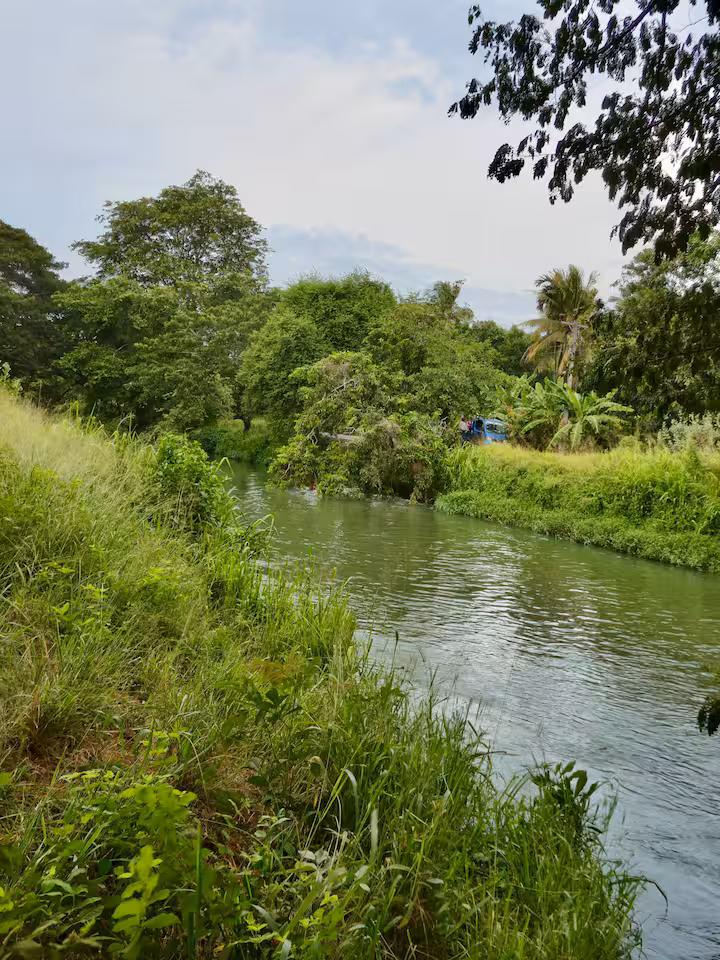 Peaceful river bordered by tropical greenery near Green Village